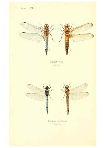 Reproducción/Reproduction 6002336114: British dragonflies (Odonata) London,L.U. Gill,1900