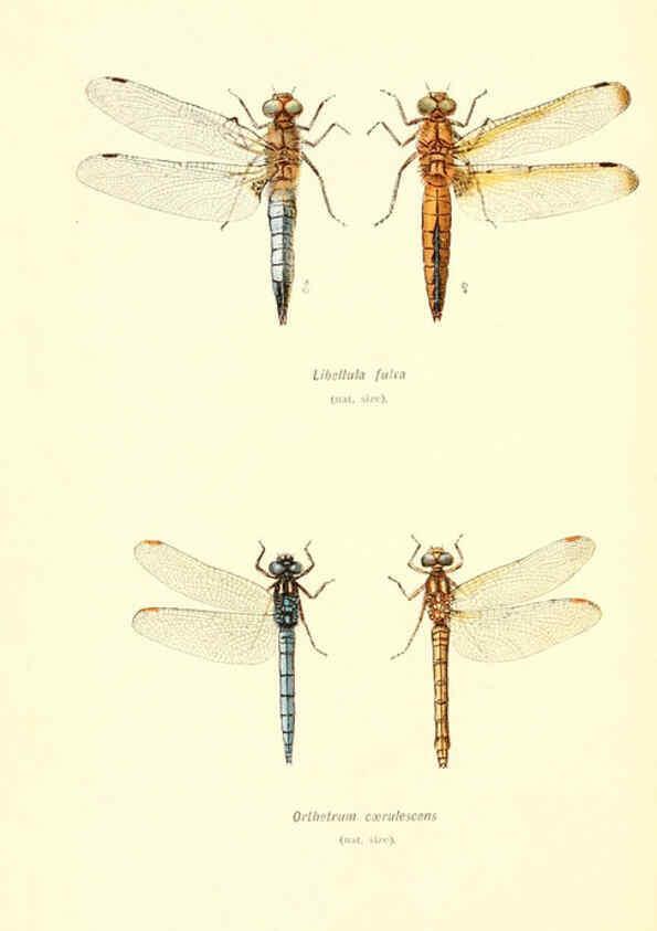 Reproducción/Reproduction 6002336114: British dragonflies (Odonata) London,L.U. Gill,1900