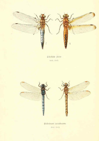 Reproducción/Reproduction 6002336114: British dragonflies (Odonata) London,L.U. Gill,1900