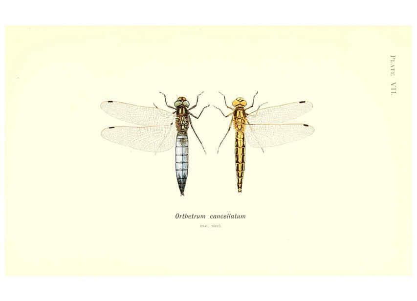 Reproducción/Reproduction 6002336640: British dragonflies (Odonata) London,L.U. Gill,1900