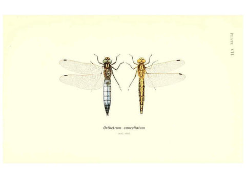 Reproducción/Reproduction 6002336640: British dragonflies (Odonata) London,L.U. Gill,1900