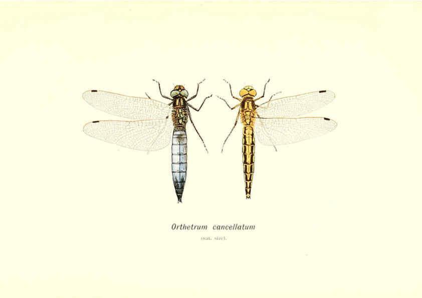 Reproducción/Reproduction 6002336640: British dragonflies (Odonata) London,L.U. Gill,1900