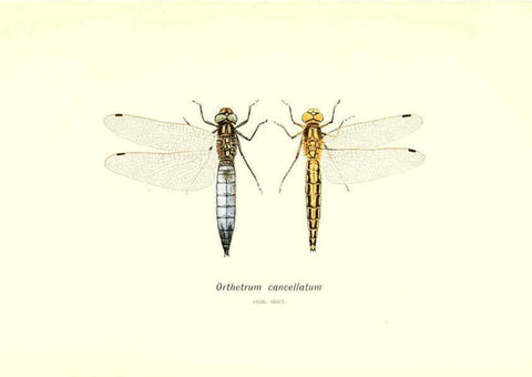 Reproducción/Reproduction 6002336640: British dragonflies (Odonata) London,L.U. Gill,1900