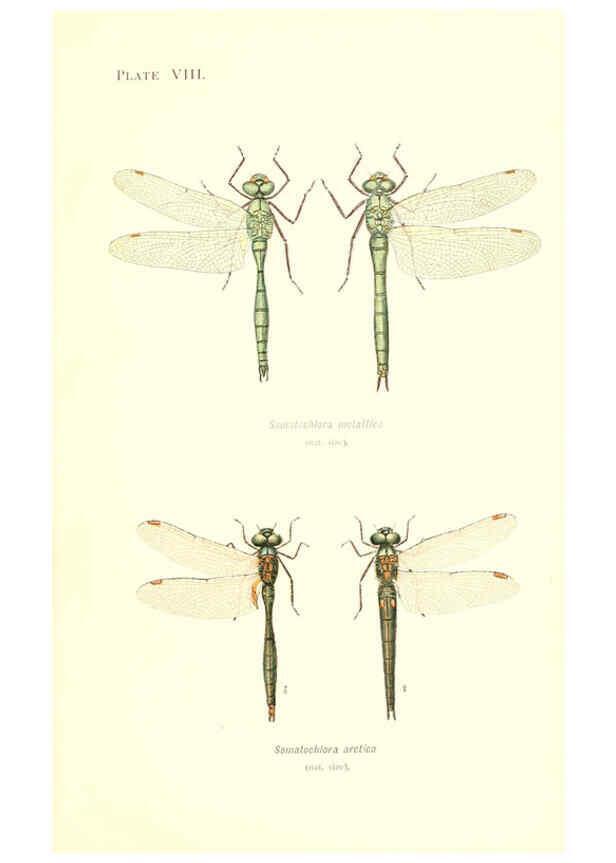 Reproducción/Reproduction 6002336906: British dragonflies (Odonata) London,L.U. Gill,1900