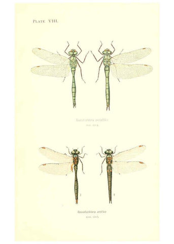 Reproducción/Reproduction 6002336906: British dragonflies (Odonata) London,L.U. Gill,1900