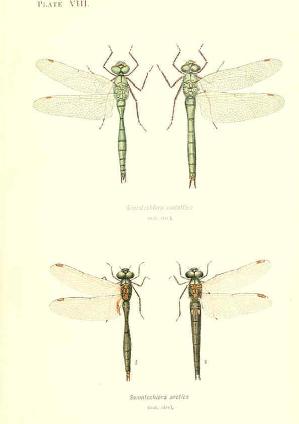 Reproducción/Reproduction 6002336906: British dragonflies (Odonata) London,L.U. Gill,1900