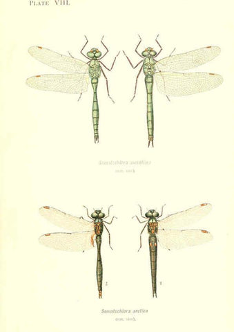 Reproducción/Reproduction 6002336906: British dragonflies (Odonata) London,L.U. Gill,1900