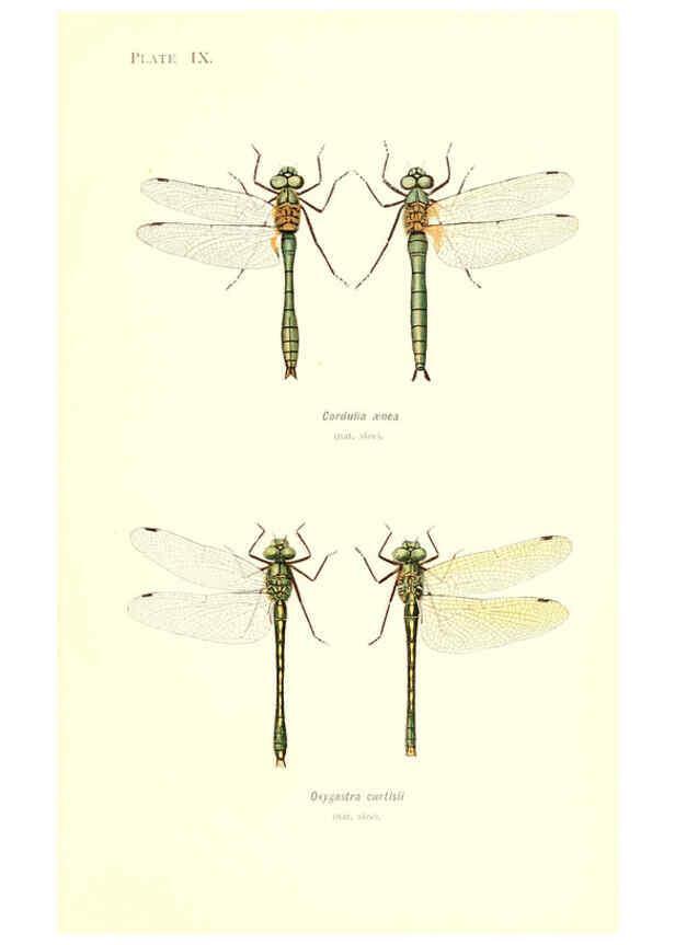 Reproducción/Reproduction 6001788187: British dragonflies (Odonata) London,L.U. Gill,1900
