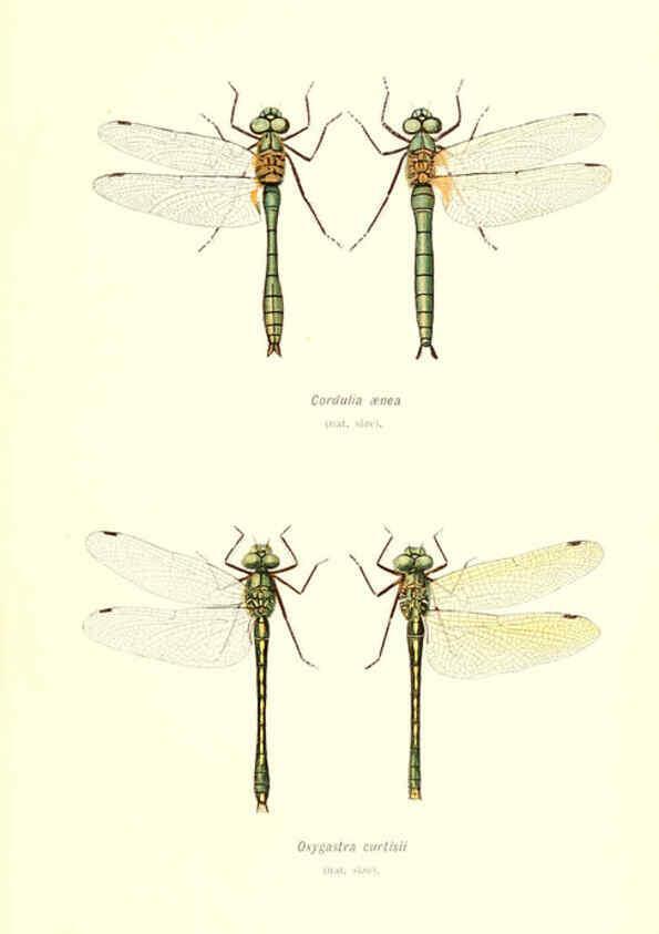 Reproducción/Reproduction 6001788187: British dragonflies (Odonata) London,L.U. Gill,1900