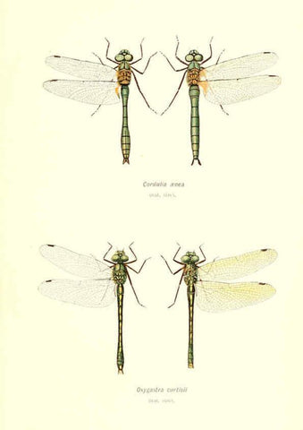 Reproducción/Reproduction 6001788187: British dragonflies (Odonata) London,L.U. Gill,1900