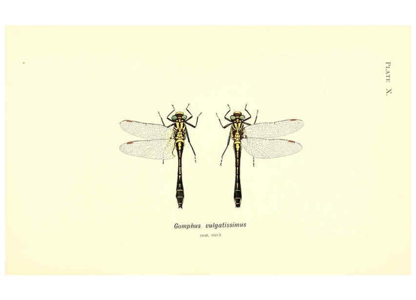 Reproducción/Reproduction 6002337624: British dragonflies (Odonata) London,L.U. Gill,1900