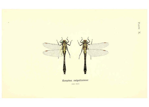 Reproducción/Reproduction 6002337624: British dragonflies (Odonata) London,L.U. Gill,1900
