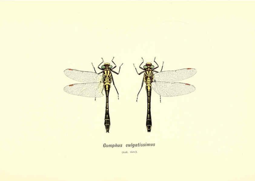 Reproducción/Reproduction 6002337624: British dragonflies (Odonata) London,L.U. Gill,1900