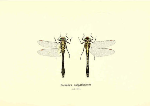 Reproducción/Reproduction 6002337624: British dragonflies (Odonata) London,L.U. Gill,1900