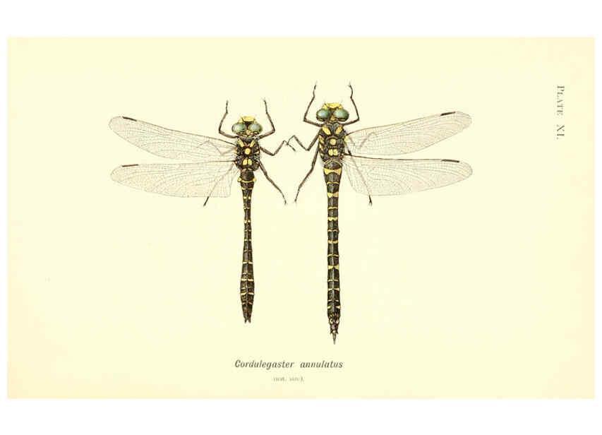 Reproducción/Reproduction 6002337898: British dragonflies (Odonata) London,L.U. Gill,1900