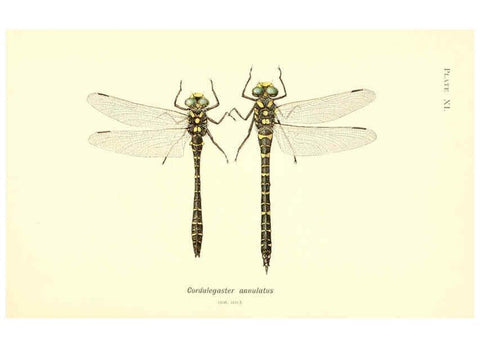 Reproducción/Reproduction 6002337898: British dragonflies (Odonata) London,L.U. Gill,1900