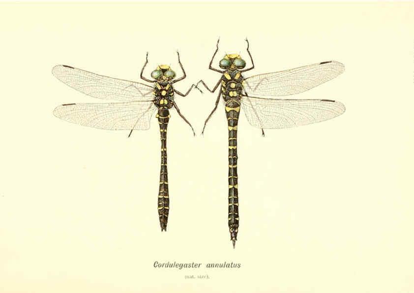 Reproducción/Reproduction 6002337898: British dragonflies (Odonata) London,L.U. Gill,1900