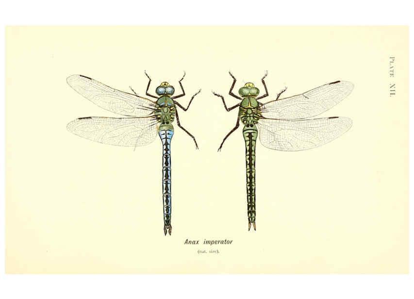 Reproducción/Reproduction 6002338102: British dragonflies (Odonata) London,L.U. Gill,1900