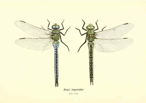 Reproducción/Reproduction 6002338102: British dragonflies (Odonata) London,L.U. Gill,1900