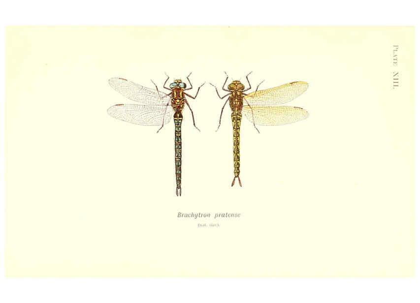 Reproducción/Reproduction 6001789391: British dragonflies (Odonata) London,L.U. Gill,1900