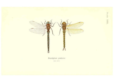 Reproducción/Reproduction 6001789391: British dragonflies (Odonata) London,L.U. Gill,1900
