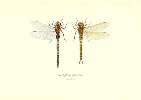 Reproducción/Reproduction 6001789391: British dragonflies (Odonata) London,L.U. Gill,1900