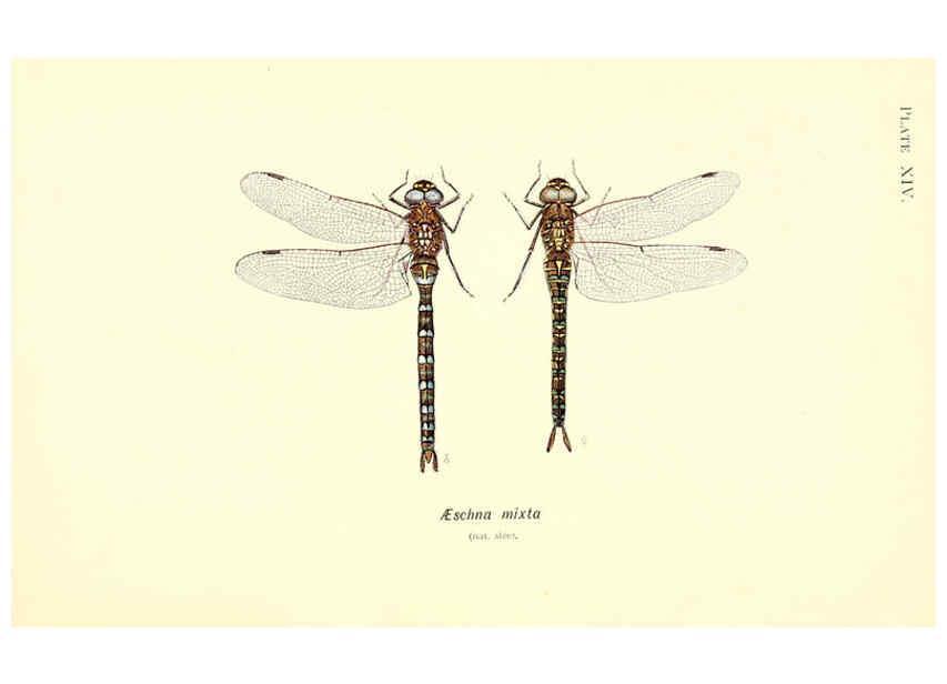 Reproducción/Reproduction 6001789643: British dragonflies (Odonata) London,L.U. Gill,1900