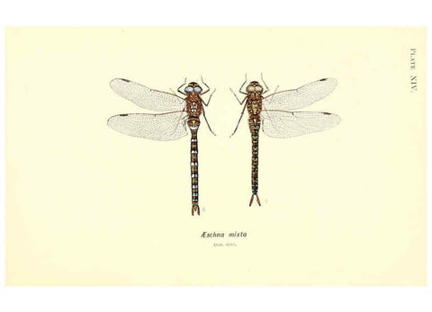 Reproducción/Reproduction 6001789643: British dragonflies (Odonata) London,L.U. Gill,1900