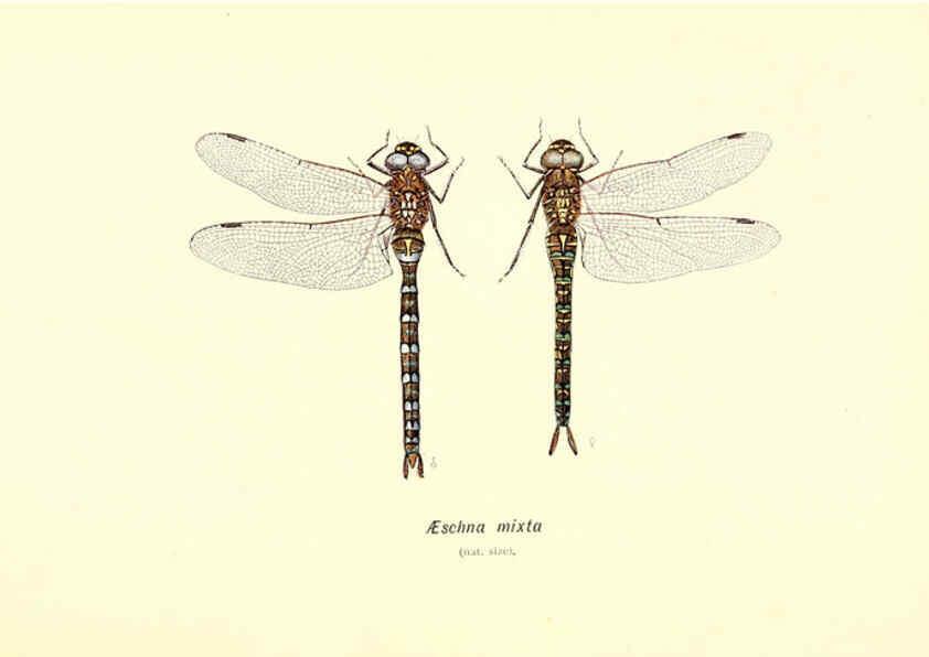 Reproducción/Reproduction 6001789643: British dragonflies (Odonata) London,L.U. Gill,1900