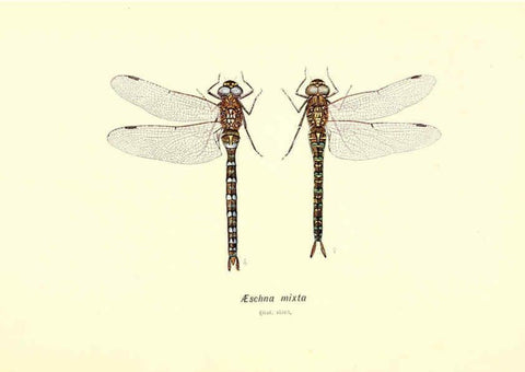 Reproducción/Reproduction 6001789643: British dragonflies (Odonata) London,L.U. Gill,1900