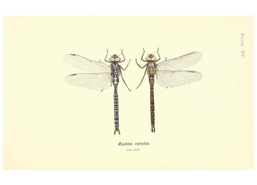 Reproducción/Reproduction 6002338912: British dragonflies (Odonata) London,L.U. Gill,1900