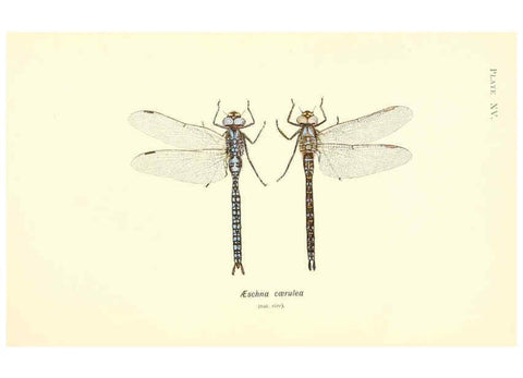 Reproducción/Reproduction 6002338912: British dragonflies (Odonata) London,L.U. Gill,1900