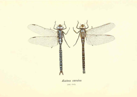 Reproducción/Reproduction 6002338912: British dragonflies (Odonata) London,L.U. Gill,1900