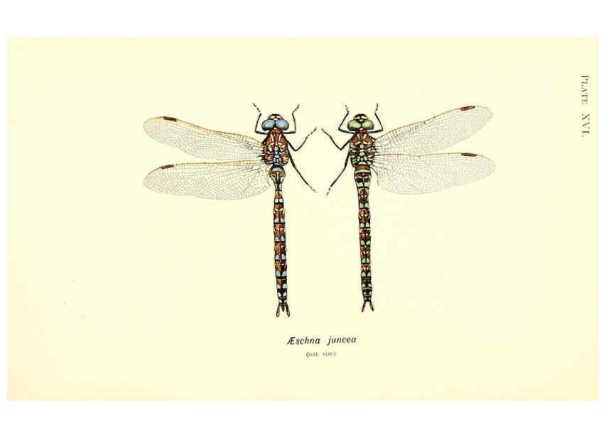 Reproducción/Reproduction 6002339160: British dragonflies (Odonata) London,L.U. Gill,1900