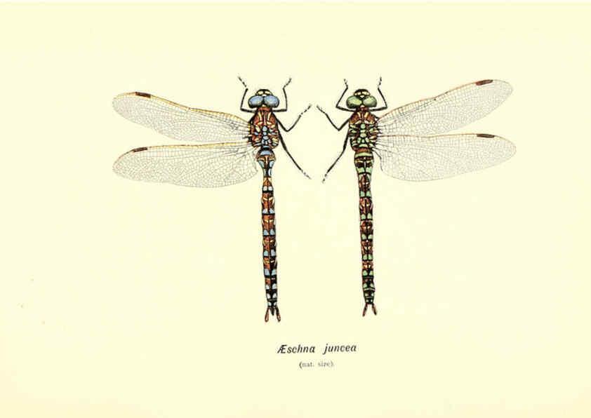 Reproducción/Reproduction 6002339160: British dragonflies (Odonata) London,L.U. Gill,1900
