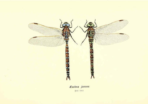 Reproducción/Reproduction 6002339160: British dragonflies (Odonata) London,L.U. Gill,1900