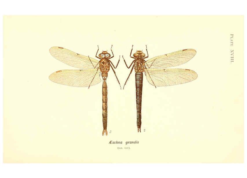 Reproducción/Reproduction 6002339832: British dragonflies (Odonata) London,L.U. Gill,1900