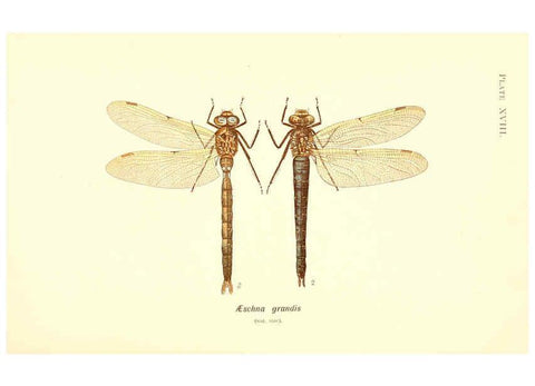 Reproducción/Reproduction 6002339832: British dragonflies (Odonata) London,L.U. Gill,1900