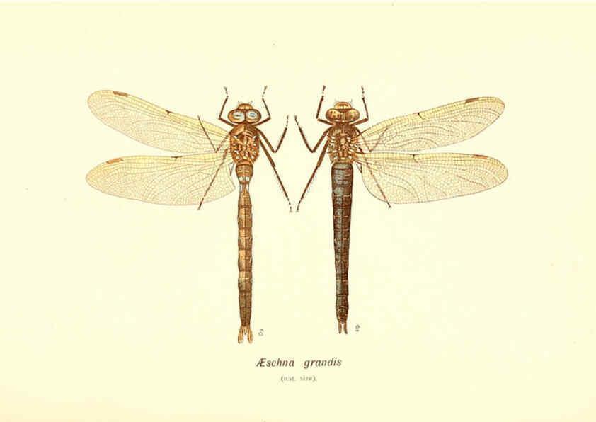 Reproducción/Reproduction 6002339832: British dragonflies (Odonata) London,L.U. Gill,1900