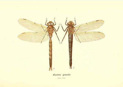 Reproducción/Reproduction 6002339832: British dragonflies (Odonata) London,L.U. Gill,1900