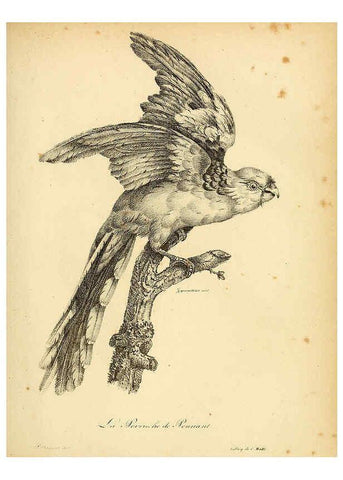 Reproducción/Reproduction 6002437602: La galerie des oiseaux Paris :Carpentier-Méricourt,1834