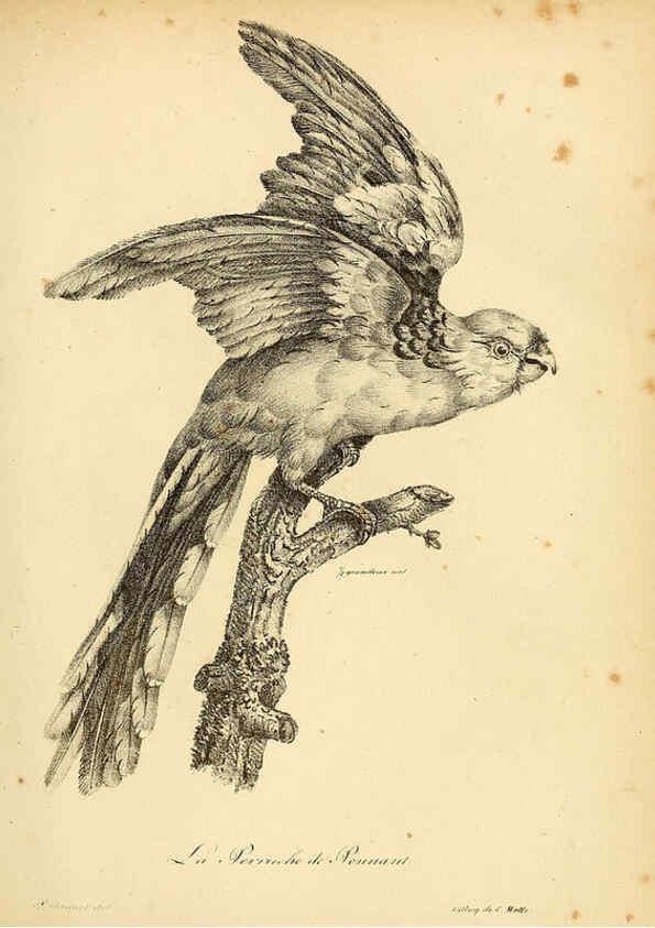 Reproducción/Reproduction 6002437602: La galerie des oiseaux Paris :Carpentier-Méricourt,1834