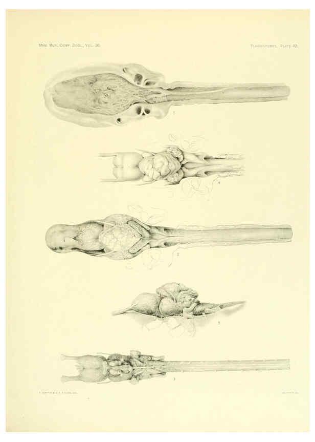 Reproducción/Reproduction 6001273599: The Plagiostomia : Sharks, skates, and rays Cambridge, U.S.A. :Printed for the Museum,1913