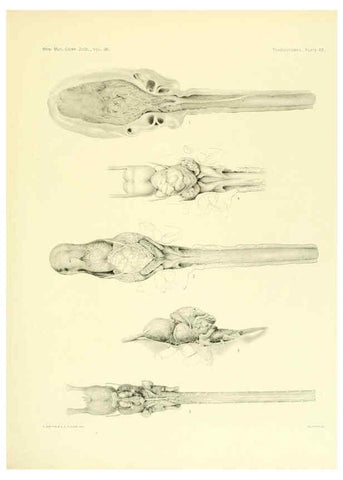 Reproducción/Reproduction 6001273599: The Plagiostomia : Sharks, skates, and rays Cambridge, U.S.A. :Printed for the Museum,1913