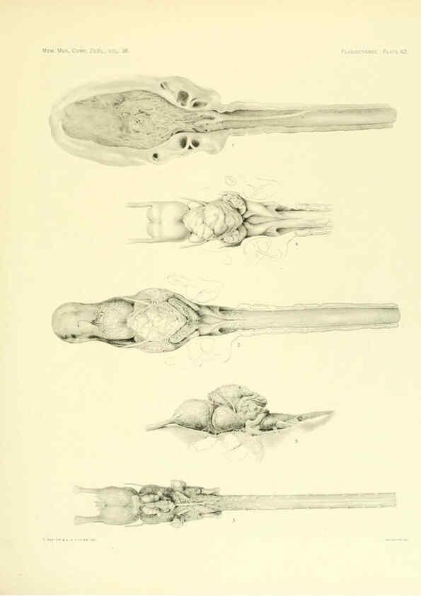 Reproducción/Reproduction 6001273599: The Plagiostomia : Sharks, skates, and rays Cambridge, U.S.A. :Printed for the Museum,1913
