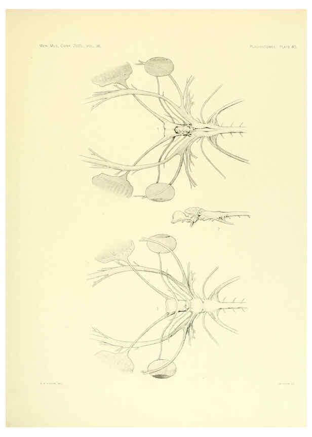 Reproducción/Reproduction 6001821684: The Plagiostomia : Sharks, skates, and rays Cambridge, U.S.A. :Printed for the Museum,1913