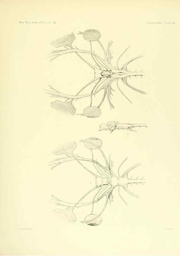 Reproducción/Reproduction 6001821684: The Plagiostomia : Sharks, skates, and rays Cambridge, U.S.A. :Printed for the Museum,1913