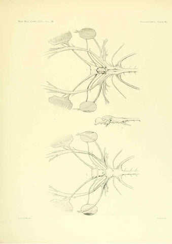 Reproducción/Reproduction 6001821684: The Plagiostomia : Sharks, skates, and rays Cambridge, U.S.A. :Printed for the Museum,1913