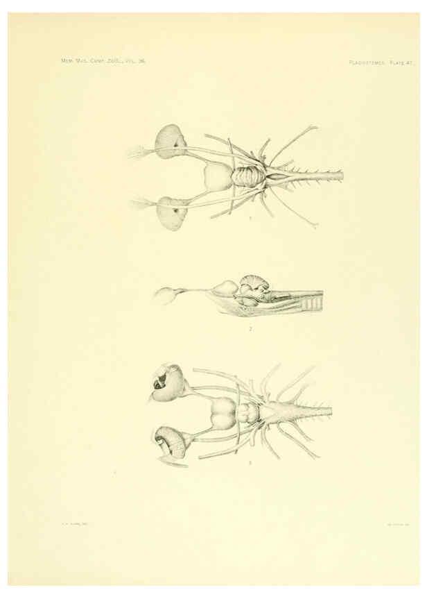 Reproducción/Reproduction 6001821812: The Plagiostomia : Sharks, skates, and rays Cambridge, U.S.A. :Printed for the Museum,1913