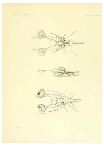 Reproducción/Reproduction 6001821812: The Plagiostomia : Sharks, skates, and rays Cambridge, U.S.A. :Printed for the Museum,1913